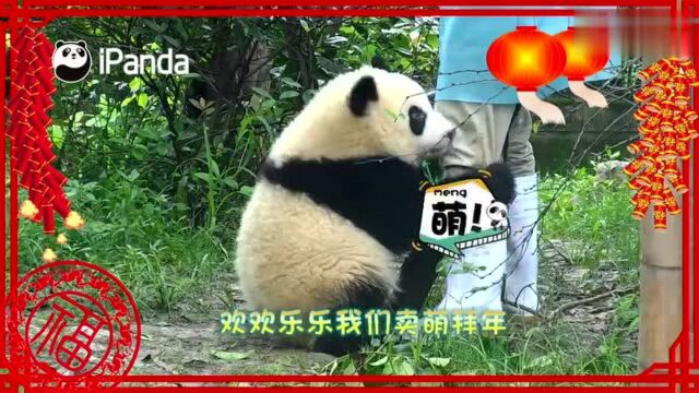 iPanda熊猫频道的秒拍视频