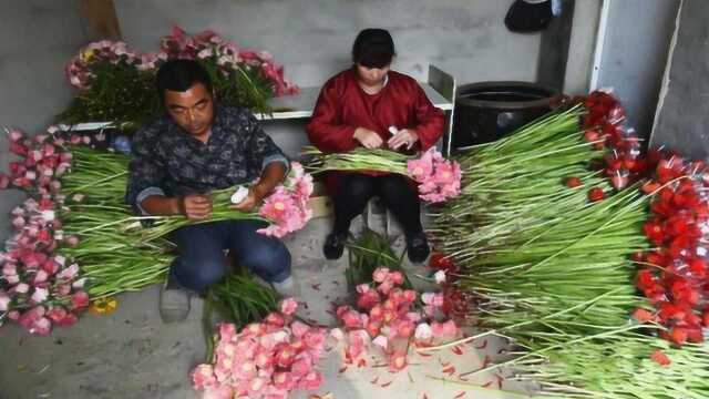 鲜切花养护3步走,延长花期很简单,插花几个星期都不会枯萎