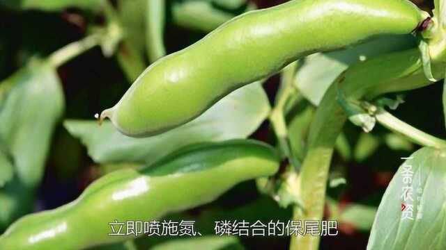 春大豆栽培技术