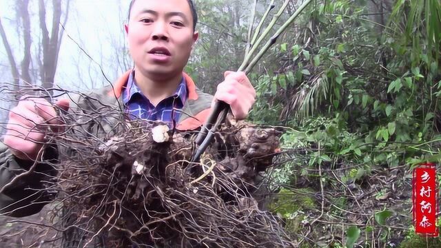 农村这种不起眼的树藤,地下长着\