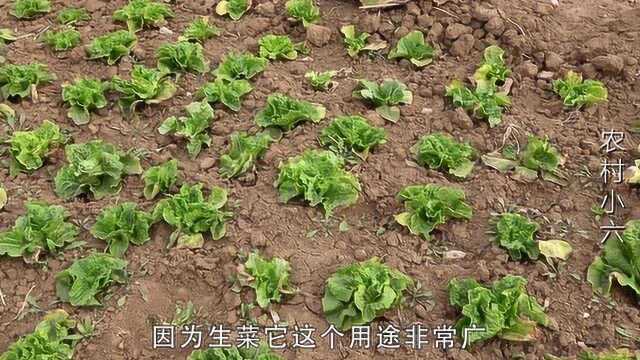 生菜在农村最简单的种植方法,农村小伙为大家详细讲解