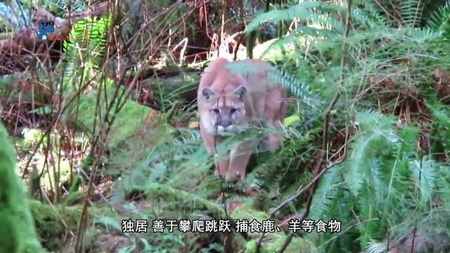 猫科动物实力排名前十,谁最强?