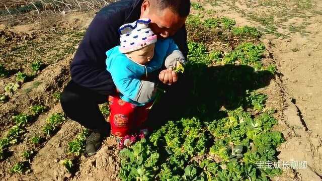 10个月的宝宝站在青菜地里摘青菜花,男宝宝也喜欢花