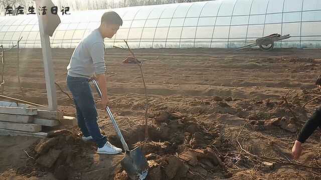 小两口去参观百亩果园,临走时老板还送了两颗果树,意外的惊喜