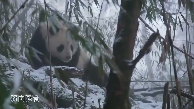 重返森林:熊猫察觉到黑熊离去,从树上下来