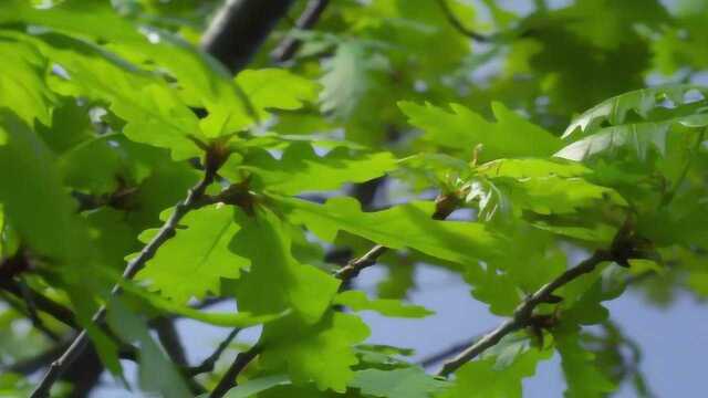 太阳带来了四季的更替,世间万物都在四季之中交替,无一例外!