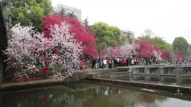 湖北宜昌三峡大学桃花开,万名游客来赏花