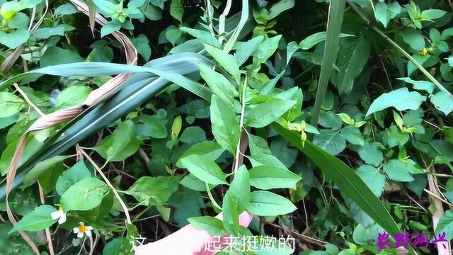 这种野菜枸杞菜生长在农村田野边上,你们还记得这种野菜吗?