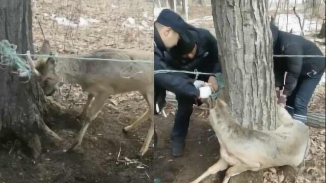 傻狍子撞猎网被困两天,多人救出后撒腿就跑