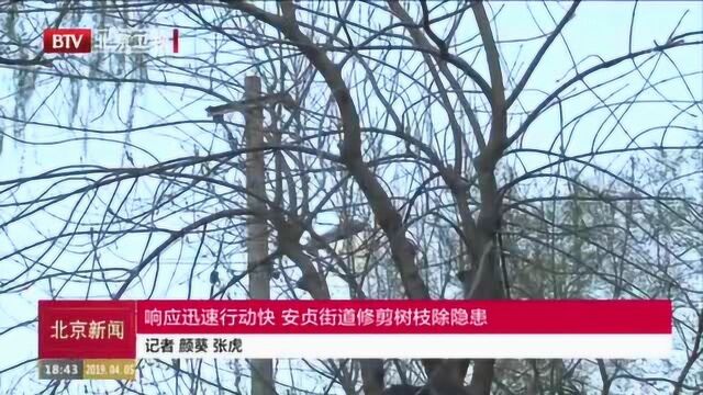 响应迅速行动快 安贞街道修剪树枝除隐患