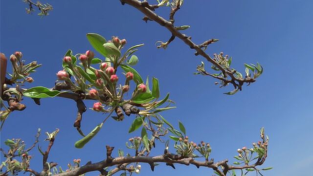 农村阿姨种植20亩坡地果园,一年到头能收入多少钱?看完你有何想法