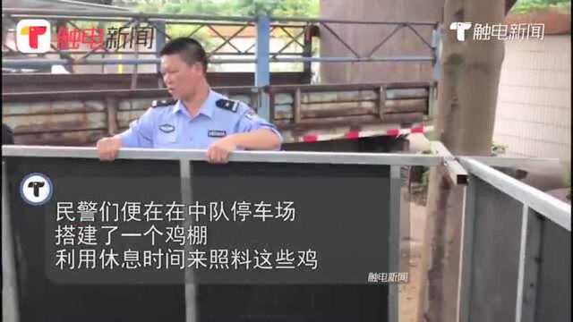 暖!男子无证驾驶被拘 留下一笼活鸡 民警搭鸡棚照料