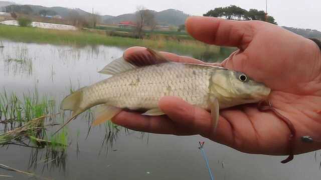 用什么钓鲫鱼效果好,最好的饵料莫过于它