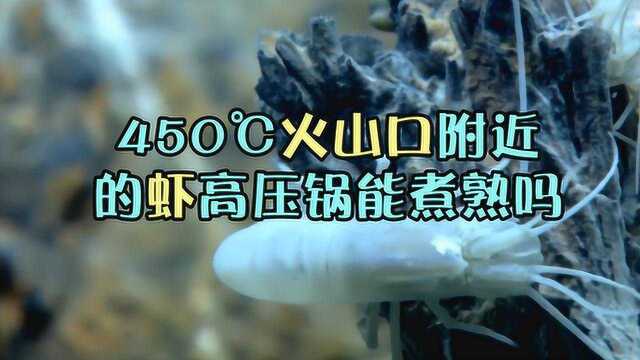 生活在深海450度火山口附近,这种虾真的煮不熟吗?涨知识