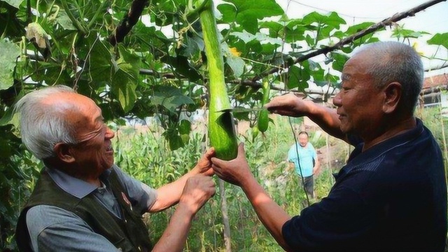 非常神奇的一种瓜,砍完之后还能接着长,一个可以吃三个月呢!