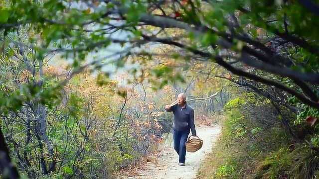 中药本草道地药材山药功效与作用