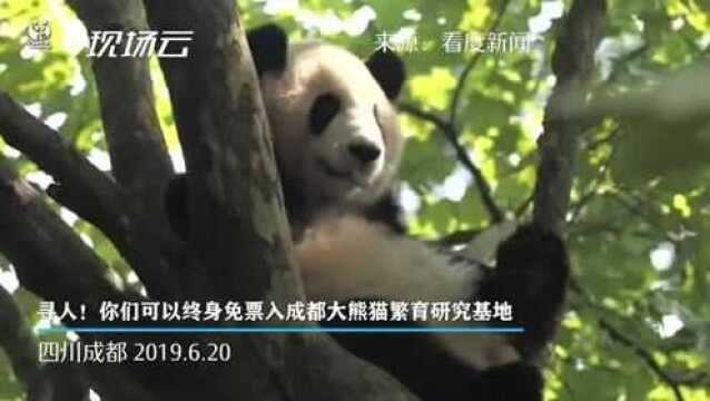 全网寻人!打着吊瓶看熊猫 真爱“粉”你们获准终身免票