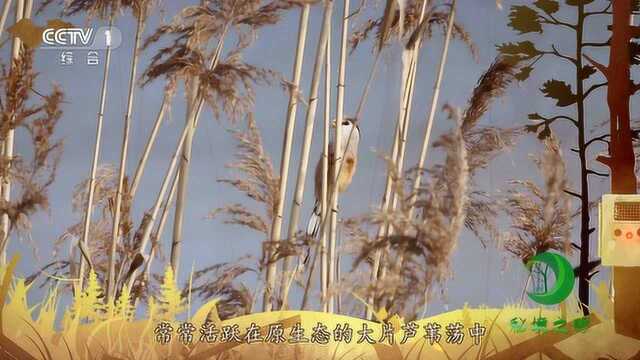 江苏建湖九龙口国家湿地公园 震旦鸦雀