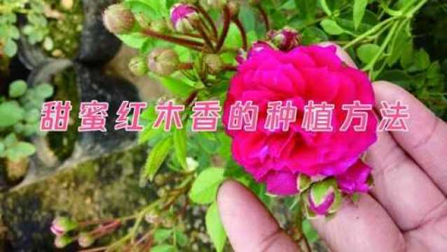 甜蜜红木香的种植方法