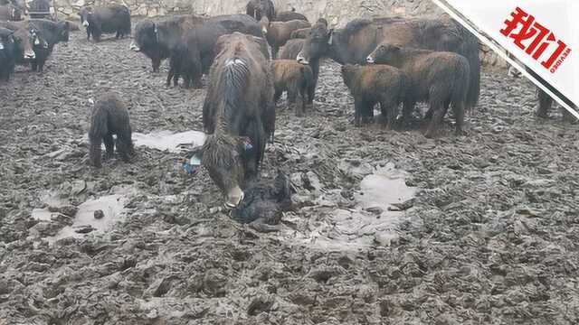 中国成功培育出世界首个无角牦牛品种:性格温顺不爱打架