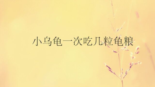 小乌龟一次吃几粒龟粮