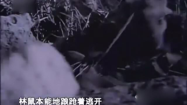 《自然密码》林鼠深夜,却不知死亡一步步逼近,下一秒将无法逃脱