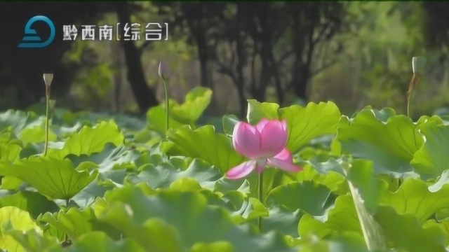 安龙:十里荷塘荷花开 盛夏迎客来赏花