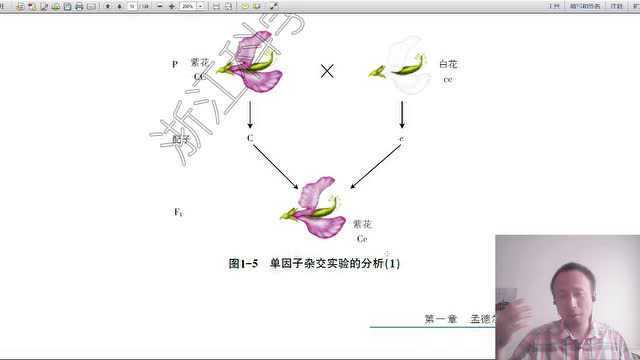 浙科版高中生物必修二第一章分离定律上