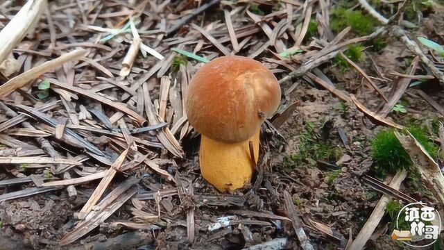 农村小伙寻找蘑菇的第三天,找到不一样的蘑菇,你知道叫什么菌吗