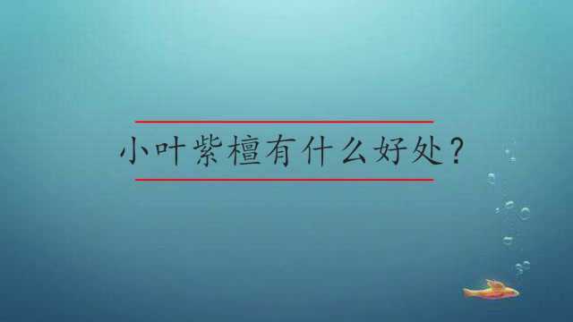 小叶紫檀有什么好处?