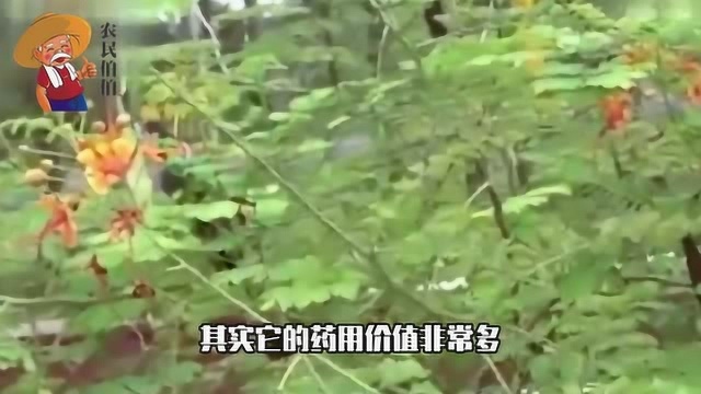 农村这野草名叫“番泻叶”据说可以治疗便秘,若是见到请采摘回家