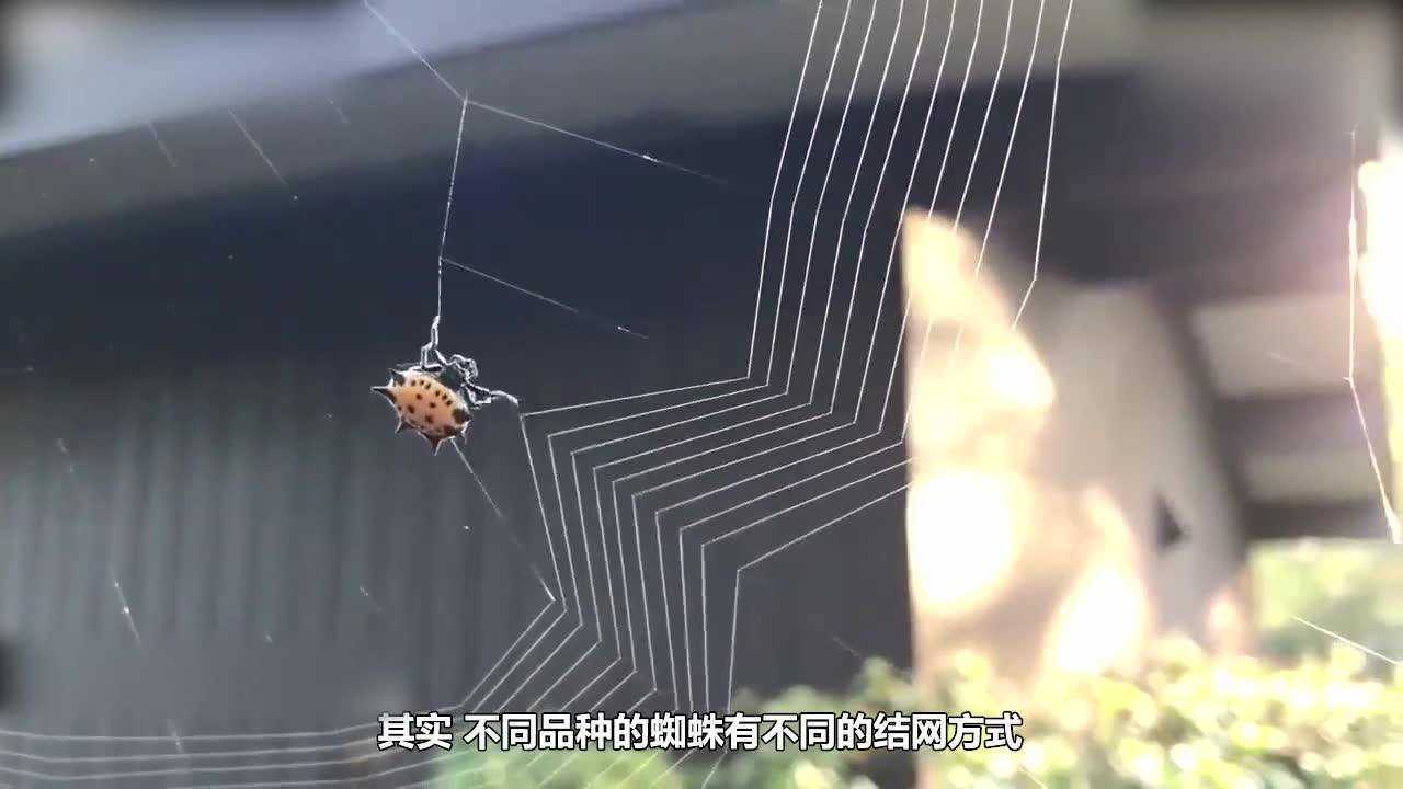 蜘蛛是如何吐丝结网的?