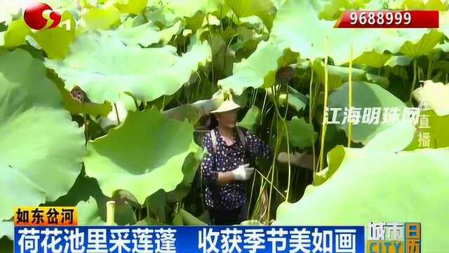 如东岔河:荷花池里采莲蓬 收获季节美如画