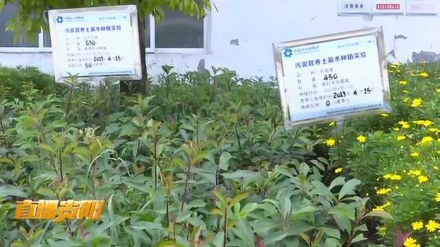 我市市政污泥生物资源化利用方案获专家评审通过