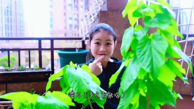 春雨过后,带你逛逛我的花园,享受踏青的喜悦