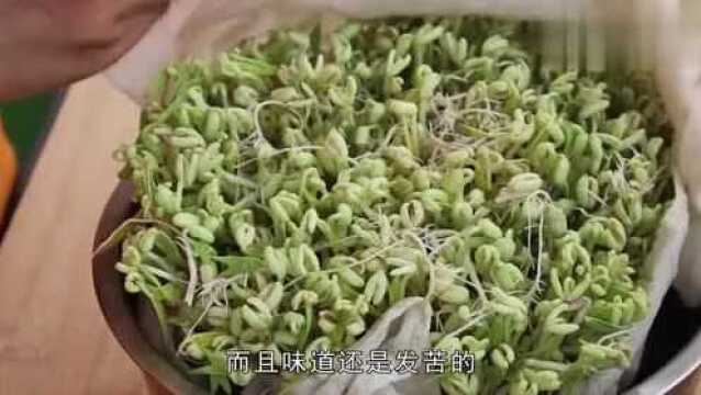 吃了30年豆芽,才发现发豆芽这么简单,爱吃豆芽的收藏了