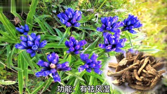 第33集| 识中华本草之《秦艽jiao》