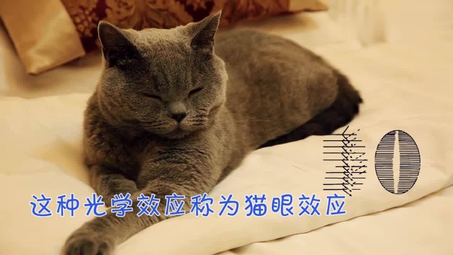 猫眼石和猫咪到底有没有关系?其实是这么回事