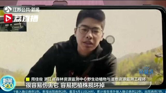 镇江宝华山独花兰丛被毁,野猪“背锅”?专业人士:结论太草率