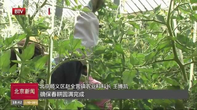 北京:不负春光忙春耕 粮食蔬菜不断档