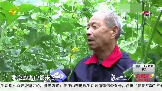 防疫生产两手抓!章丘:现代农业结硕果 “甜瓜小镇”迎来丰收季