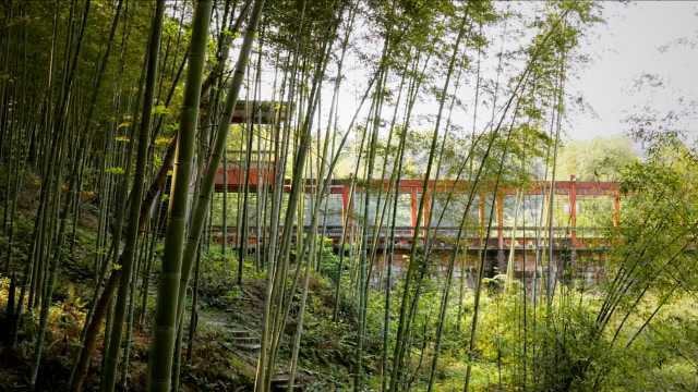 一个没人管荒废了的森林公园都这么美!纳溪不愧是泸州市旅游典范