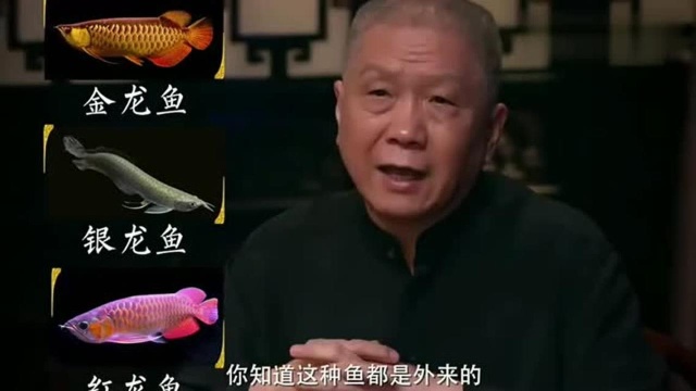 马未都:暴发户用来观赏的金龙鱼,这种鱼都是外来的,还能吃!