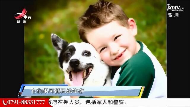 纯种犬其实更易得遗传病,甚至有人说,养宠物就是一种自私的欲望