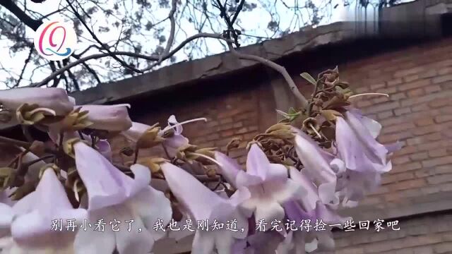 才发现路边的梧桐花是个“宝”,用途太棒了,看完记得捡回家