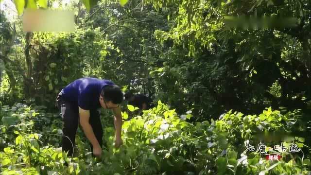 老广的味道:这种美味的香料,只要有一根在,就能生成一片