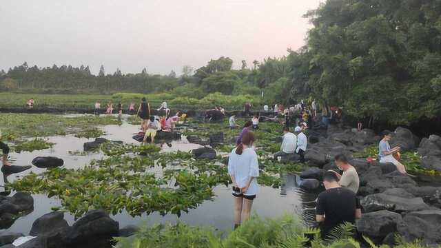 海南定安久温塘冷泉,“天然鱼疗”大自然的馈赠