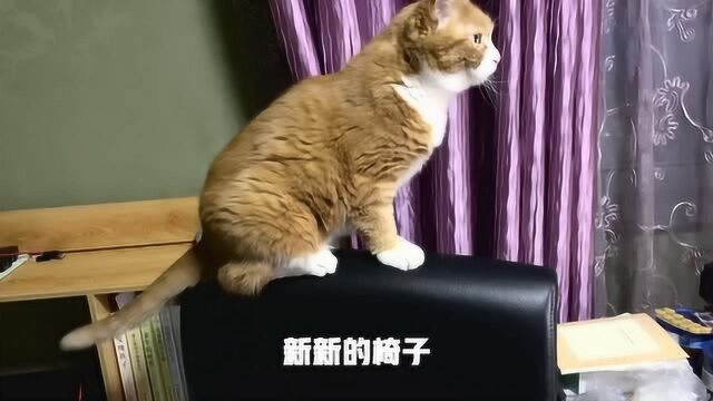 皮椅子被橘猫小咪挠破,换了个一模一样的新的,小咪会做出改变吗