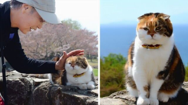 日本“肥猫”爆红网络,主人为了帮它减肥,每天逼它去爬山!