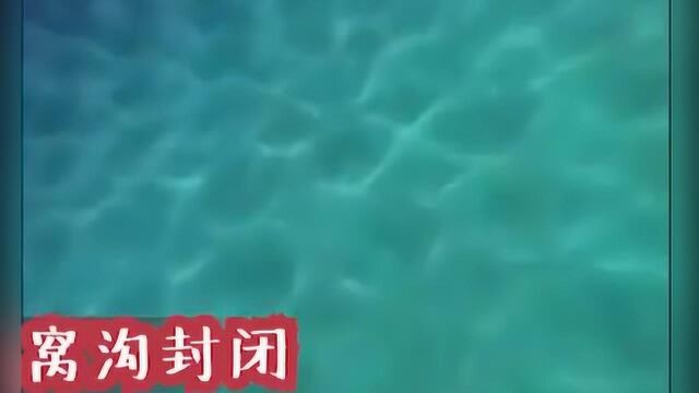 窝沟封闭究竟是什么?这个动画让你看清楚!